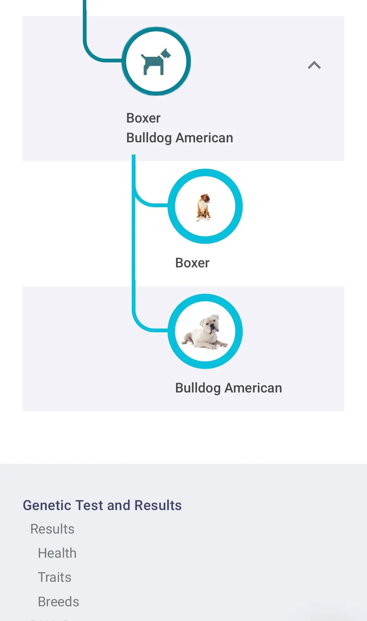 Wellness Decoded: Dog DNA Test - Puppy Pantry